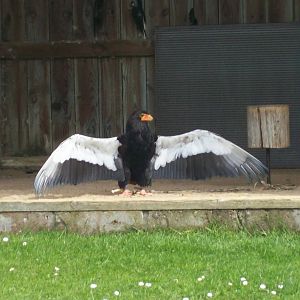 Bateleur eagle displaying