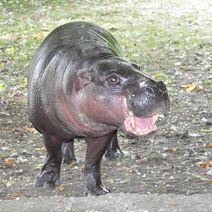 Pygmy hippopotamus/ Hexaprotodon liberiensis
