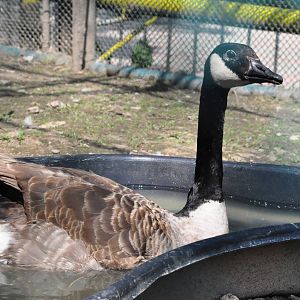 Canada goose/ Branta canadensis