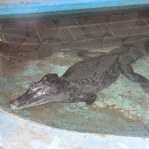 Spectacled caiman/ Caiman crocodilus