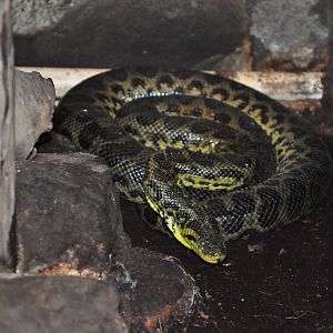Yellow anaconda/ Eunectes notaeus