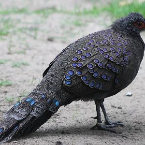 Germain peacock-pheasant