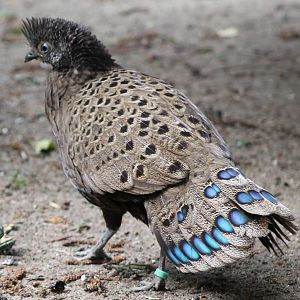 Malayan peacock-pheasant