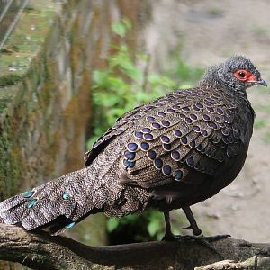 Germain peacock-pheasant