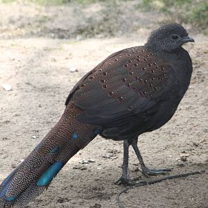 Bronze-tailed peacock-pheasant