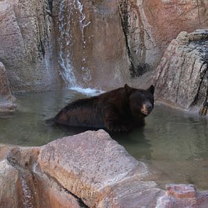 black bear in pond