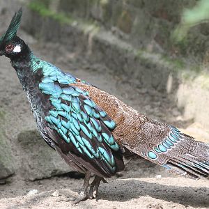 Palawan peacock-pheasant