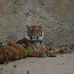 Sumatran Tigers