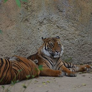 Sumatran Tigers