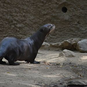 Giant Otter