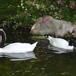 Black-necked Swans