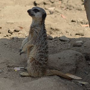 Meerkat
