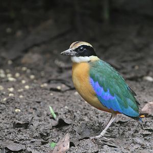 Blue-winged Pitta