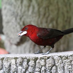 Silver-beaked Tanager
