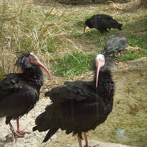 Waldrapp Ibis