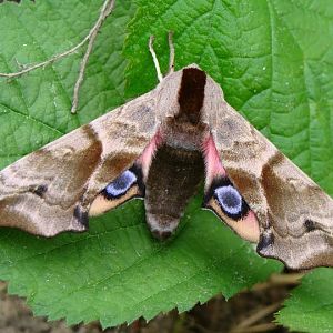 Smerinthus ocellatus  - 22.05.2013