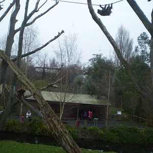 Climbing Orang-utans