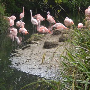 Chilean Flamingos