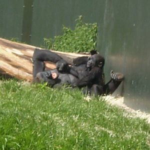 Western Lowland Gorillas Playing