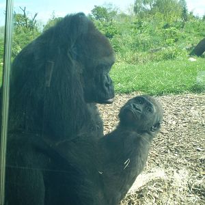 Western Lowland Gorilla Mother and Baby