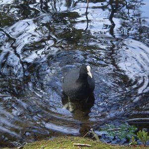 Wild Eurasian Coot
