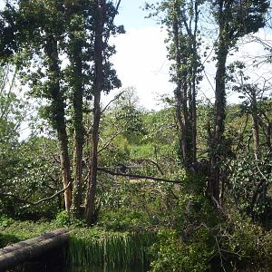 White-Collared Mangabey Exhibit