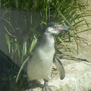 Joey the Humboldt Penguin (Close-up)