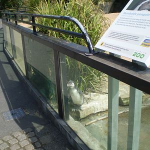 Joey the Humboldt Penguin (Long Shot)