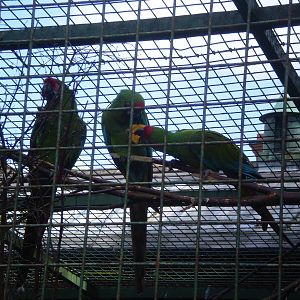 Military Macaws Sharing Fruit