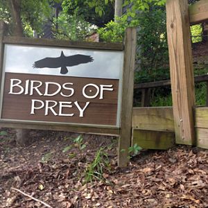 Birds of Prey graphic