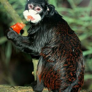 Moustached tamarin