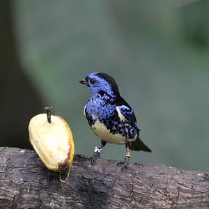 White-bellied Tanager?