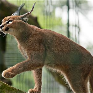 Southafrican caracal at Thüle