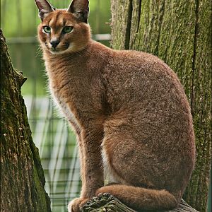 Southafrican caracal at Thüle