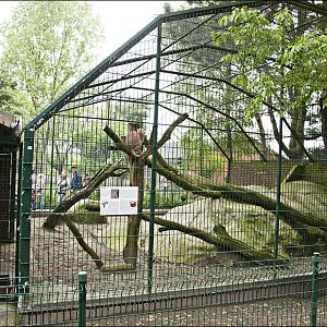 Caracal exhibit at Thüle