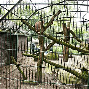 Caracal exhibit at Thüle