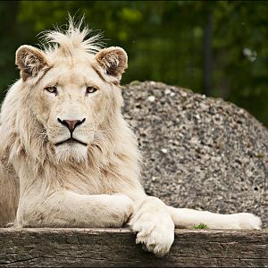 Southafrican lion at Thüle