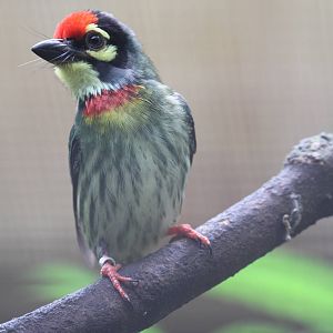 Coppersmith Barbet