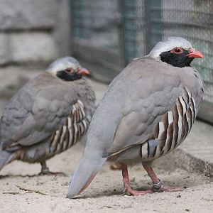 Philby's rock partridge (Alectoris philbyi)