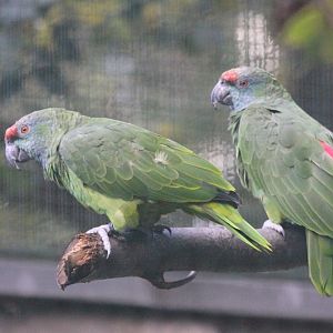 Bodin´s amazon (Amazona festiva bodini)