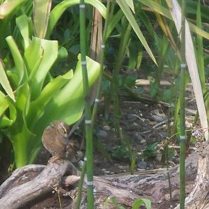 Id please (not the wren)