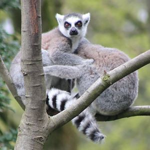 Ring-tailed lemurs