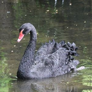 Black swan