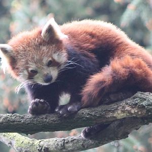 Red panda