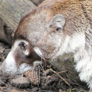 White-nosed coati