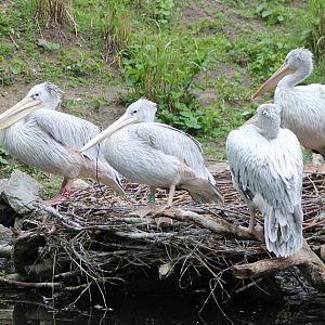Pink-backed pelicans