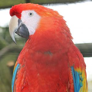 Scarlet macaw