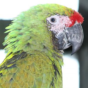 Mexican military macaw