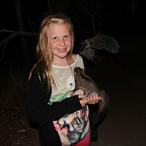 Squirrel glider with Tawny flying past