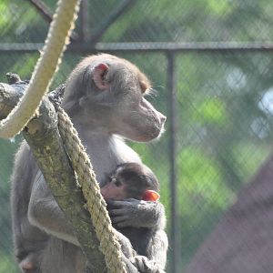 Hamadryas baboon/ Papio hamadryas